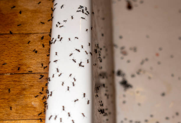 Best Commercial Pest Control Services  in Warren, MI